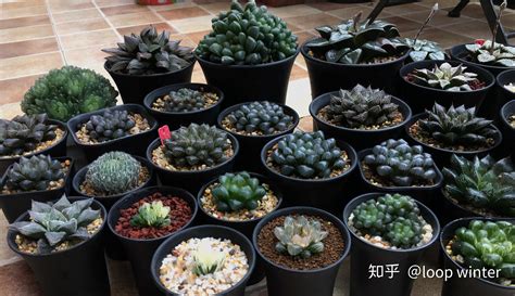 玉露多肉植物|从入门到精通，玉露品种介绍